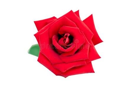 红色的玫瑰隔离的向白色的剪下物小路