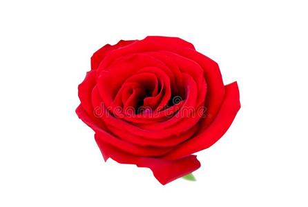 红色的玫瑰隔离的向白色的剪下物小路