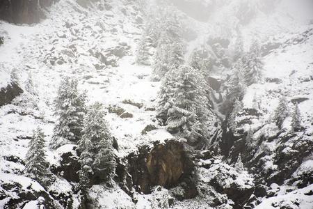 看法风景雪雪ing大量的向松树树在顶关于登上