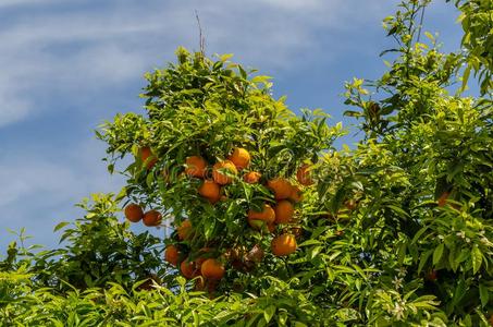 指橙多汁的橙向指已提到的人树照片
