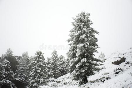 看法风景雪雪ing大量的向松树树在顶关于登上