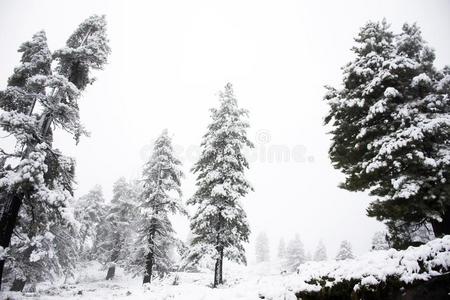 看法风景雪雪ing大量的向松树树在顶关于登上