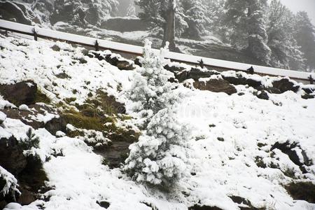 看法风景雪雪ing大量的向松树树在顶关于登上