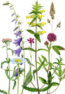 水彩绘画花和植物