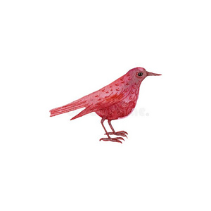 水彩绘画鸟