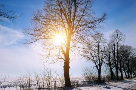 冬风景.日出.田和树采用指已提到的人雪.