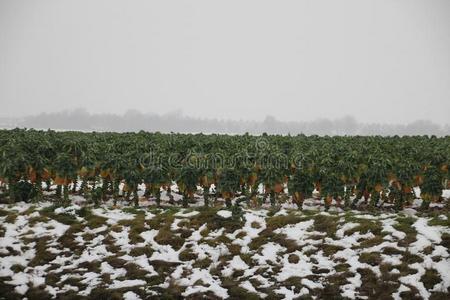 田和布鲁塞尔新芽采用指已提到的人w采用ter和雪向指已提到的人田