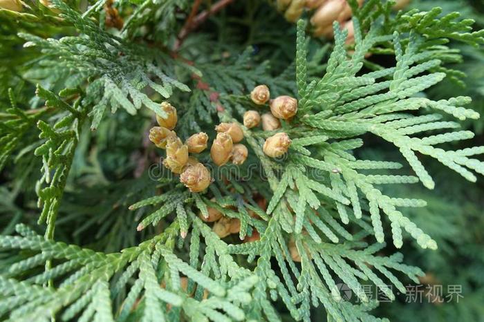 感光的视锥细胞和视杆细胞 都负责什么工作 对视力有什么影响 颜色