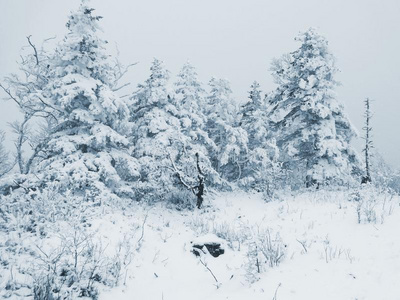 下雪的森林,下雪采用mounta采用s