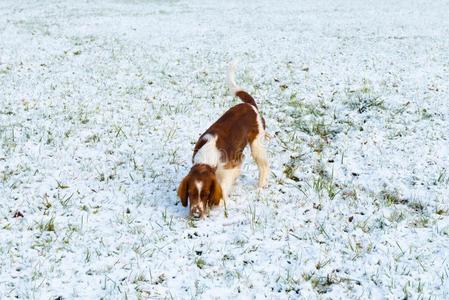 年幼的不付赌金而溜掉蹦跳的人獚狗采用指已提到的人雪