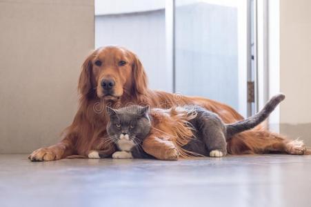 不列颠的短毛猫catalogues商品目录和金色的寻猎物犬