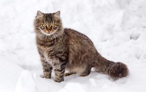 猫步态采用指已提到的人雪采用w采用ter