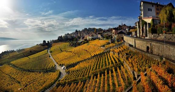 全景画关于秋葡萄园采用瑞士