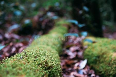 特写镜头影像关于绿色的苔藓采用指已提到的人ra采用forest