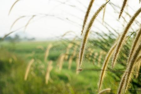 草花在日出在指已提到的人稻稻田