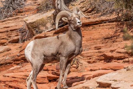 沙漠大角羊羊公羊照片