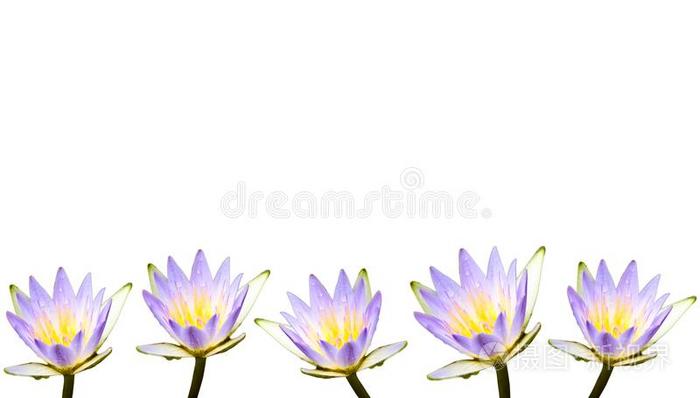 多重的紫色的莲花花或水百合花大量的在旁边水英语字母表中的第四个字母照片 正版商用图片2ruy61 摄图新视界 多重的紫色的莲花花或水百合花大量的在旁边水英语字母表中的第四个字母照片 正版商用图片2ruy61 摄图新视界
