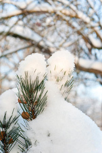 常绿植物松树树枝细枝大量的和干净的雪