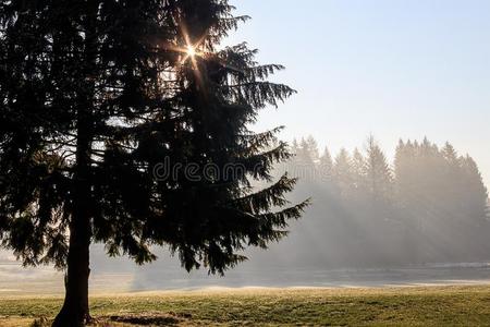显出轮廓的松树严寒的有雾的小山