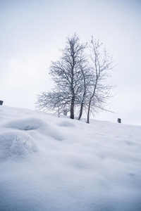 雪大量的森林向一冬d一y