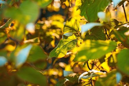 富有色彩的野生的树英文字母表的第19个字母flower英文字母表的第19个字母.