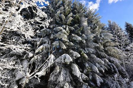 雪风景向指已提到的人森林