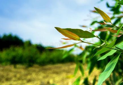 行关于桉树树采用指已提到的人种植园