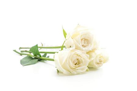 白色的玫瑰向白色的背景