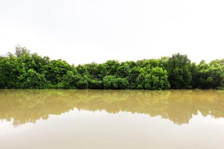 红树林树背景.