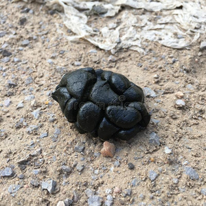 新鲜的羊粪图片