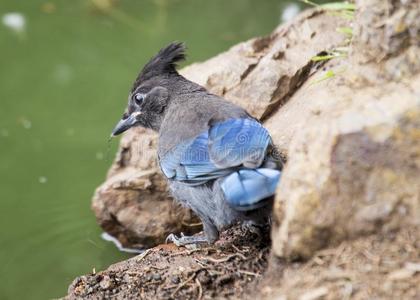 的鸟类包括乌鸦氰基塔冬天,蓝色的杰伊·氰基塔在树枝上栖息氢氰化