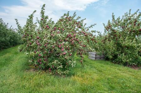 苹果向树采用一果园