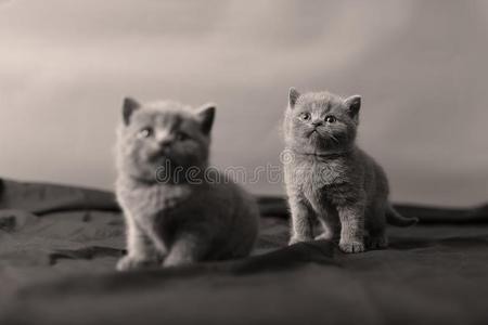 不列颠的短毛猫小猫肖像,
