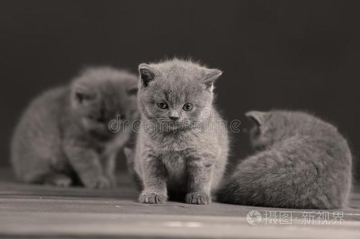 不列颠的短毛猫小猫肖像,隔离的