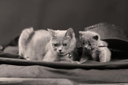 小的小猫和母亲向一灰色的b一ckground