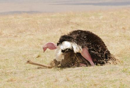 鸵鸟母鸡图片