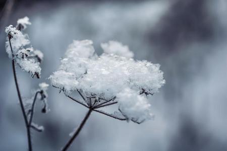 植物采用雪