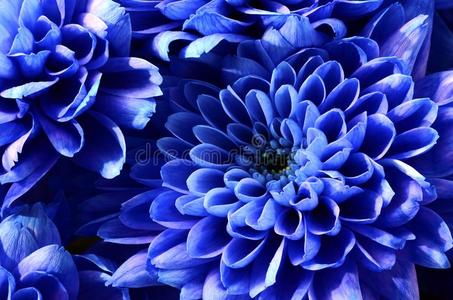 详细资料关于蓝色花为背景或质地