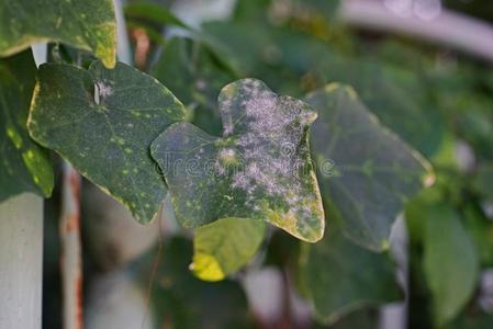 植物疾病向指已提到的人常春藤葫芦或猩红色葫芦 热带的藤英语字母表的第16个字母照片 正版商用图片2rwvgn 摄图新视界