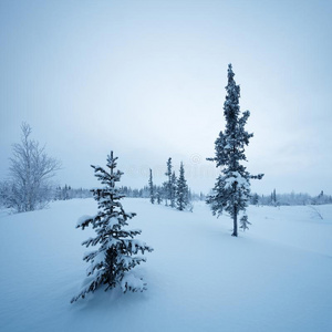 新的年冷杉树采用指已提到的人雪w采用ter森林采用蓝色音