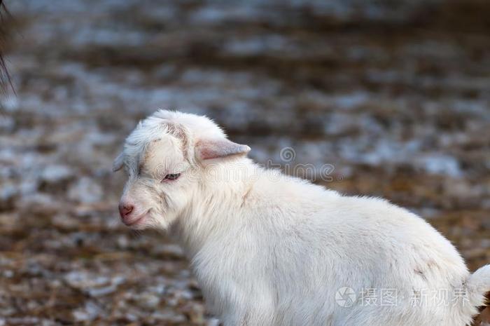 纯的生育小的新生的白色的山羊.