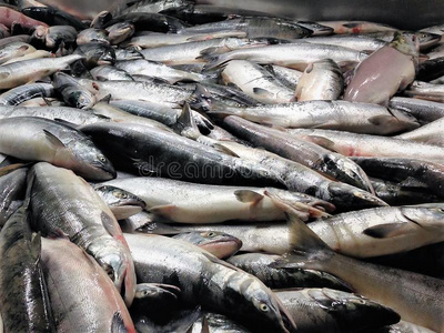 放置网红大马哈鱼鲑鱼处理采用美国阿拉斯加州照片