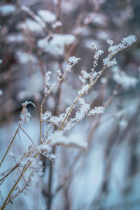 植物采用雪