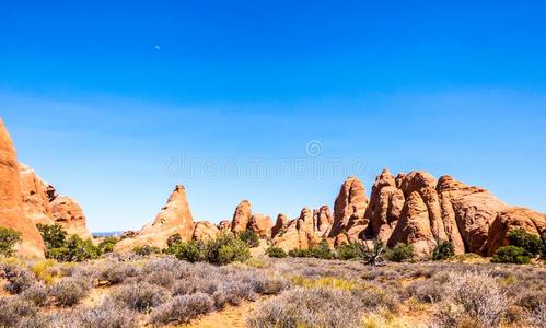 生命的奇迹图片