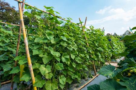 新鲜的绿色黄瓜树图片