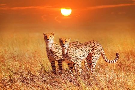 两个非洲猎豹采用指已提到的人SerengetiPlainsofTanzania坦桑尼亚的塞伦盖蒂平原国家的公园.同时存在的波西提