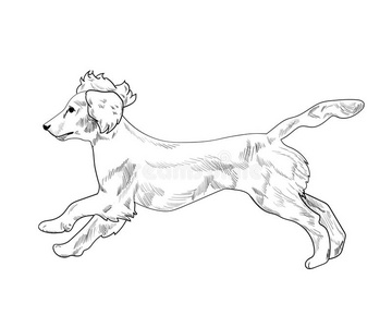 娇养獚狗跑步手疲惫的草图隔离的向白色的后面
