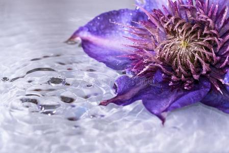 美丽的铁线莲花采用水和水小滴
