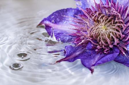 美丽的铁线莲花采用水和水小滴