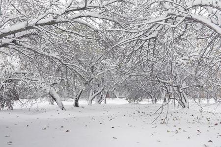 雪-大量的冬公园和法官.公园和码头为给食